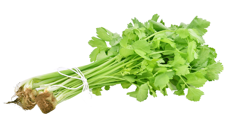 Leaf Celery