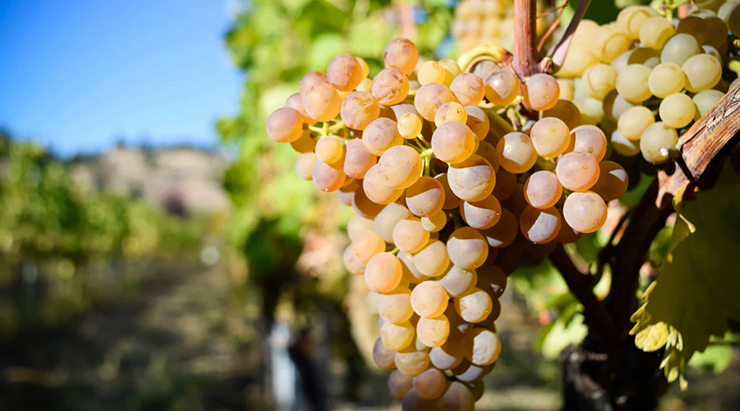 Viognier wine grape