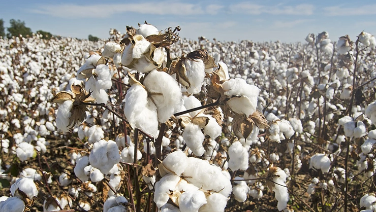 Premium Cotton Varieties