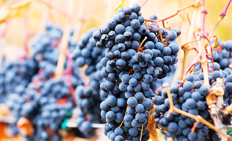 shiraz grape wine