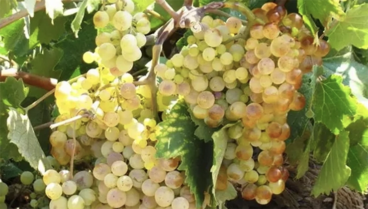 Savatiano grape variety