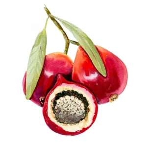 Quandong is