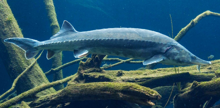 Sturgeon, Beluga, Sevruga, Sterlet