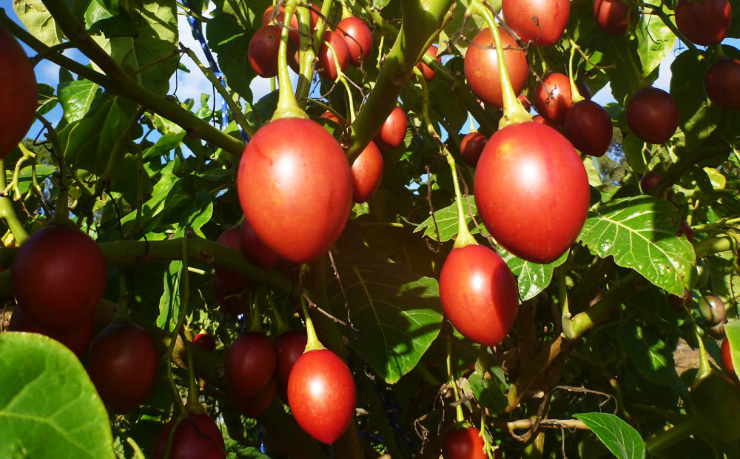 Tamarillo is