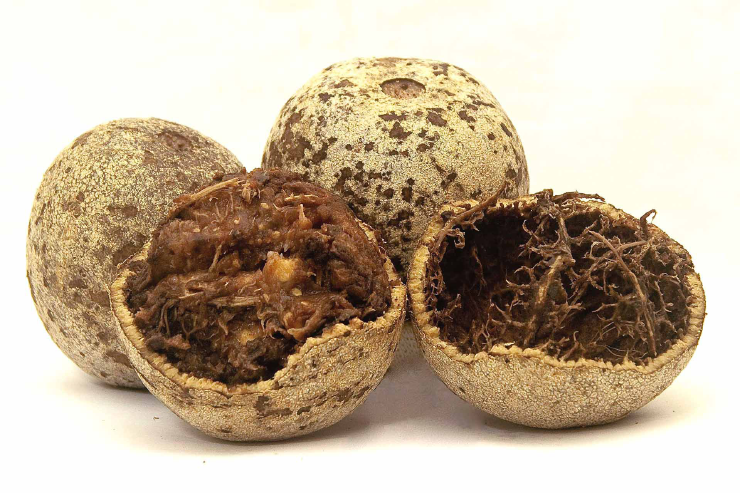 Wood Apple is