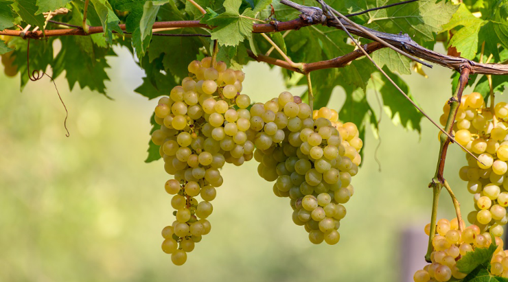 grillo wine grape