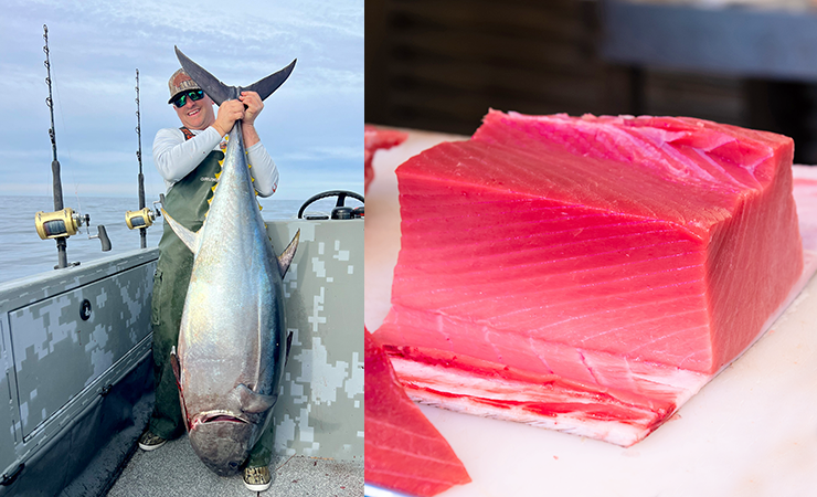 Bluefin tuna is