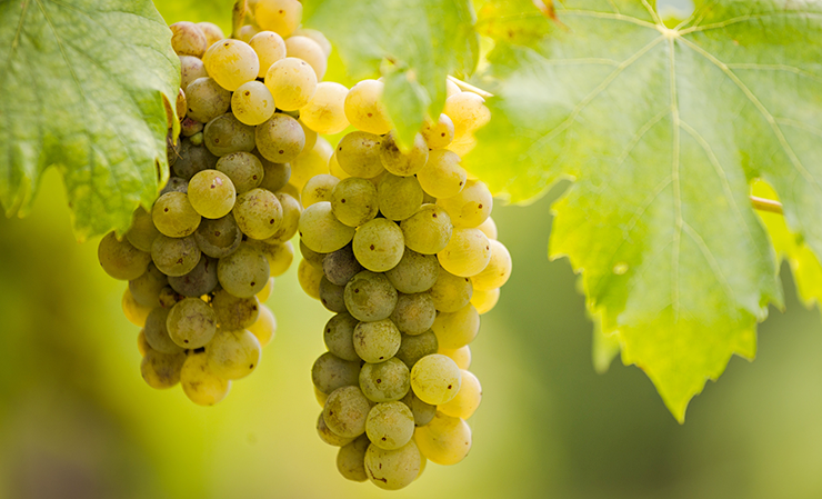Furmint wines