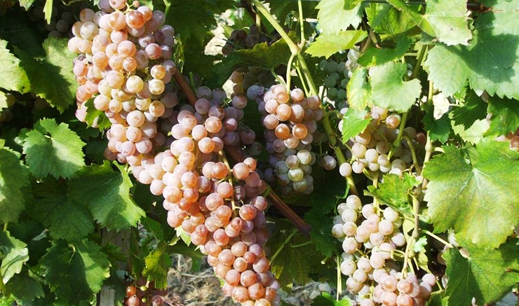 Cserszegi Fűszeres wines