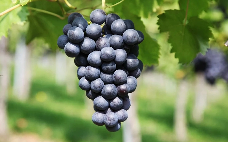 carignan wines